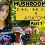 Mushrooms 101: Identification and Anatomy – Part 1