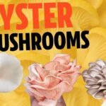 Types Of Oyster Mushrooms – A Complete Guide To All The Different Types You Can Grow Or Eat