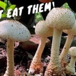 7 Common Poisonous Mushrooms You Should Know
