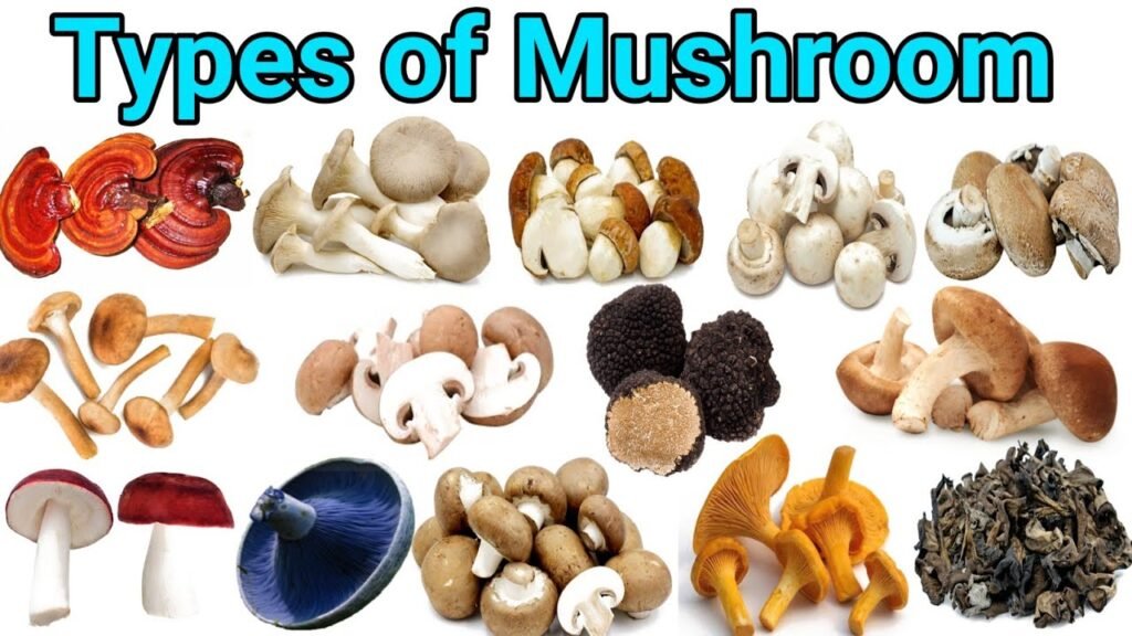 25 Differents Types of Mushroom| मशरूम के विभिन्न प्रकार |Types of Mushroom|Types of Edible Mushroom