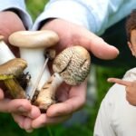 How I learned to forage wild mushrooms without dying