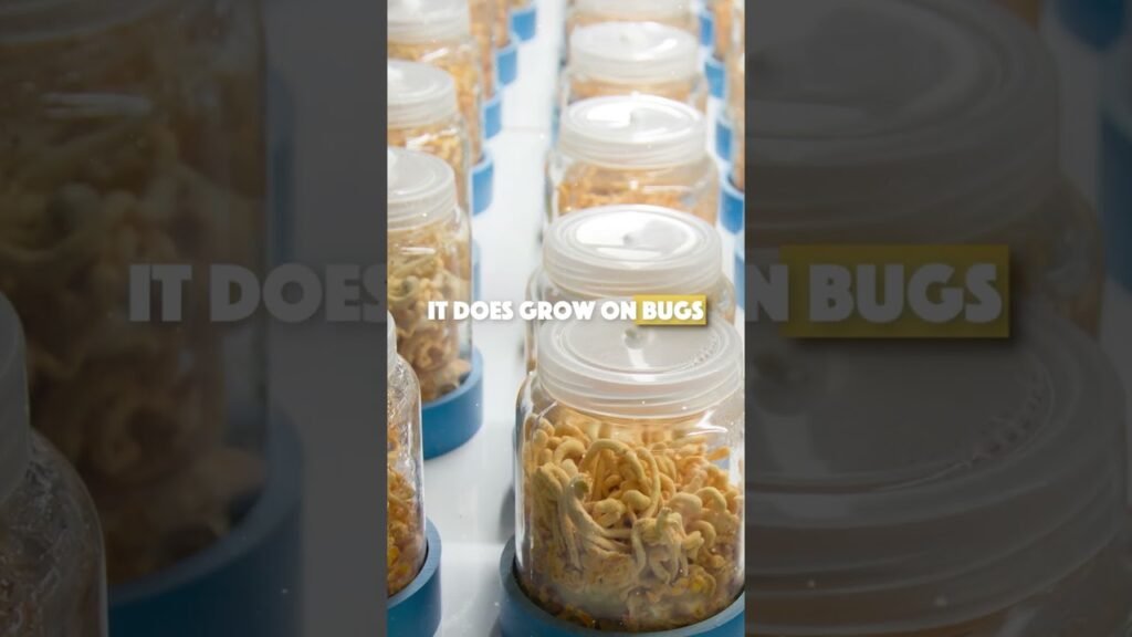 Types of Cordyceps  #mushroom #mushroompower