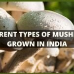 Mushroom: 8 Types of Mushroom of Grown in India | Mushroom Varieties | Agriculture and Technology