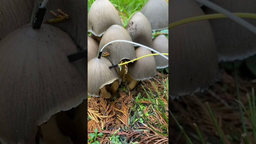 Modern Biology – Mushroom music 🍄✨🍄 myco transmissions #music #plants #shorts #synth #mushroom