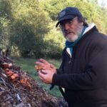 Comparing two mushroom species: one magic, one deadly.