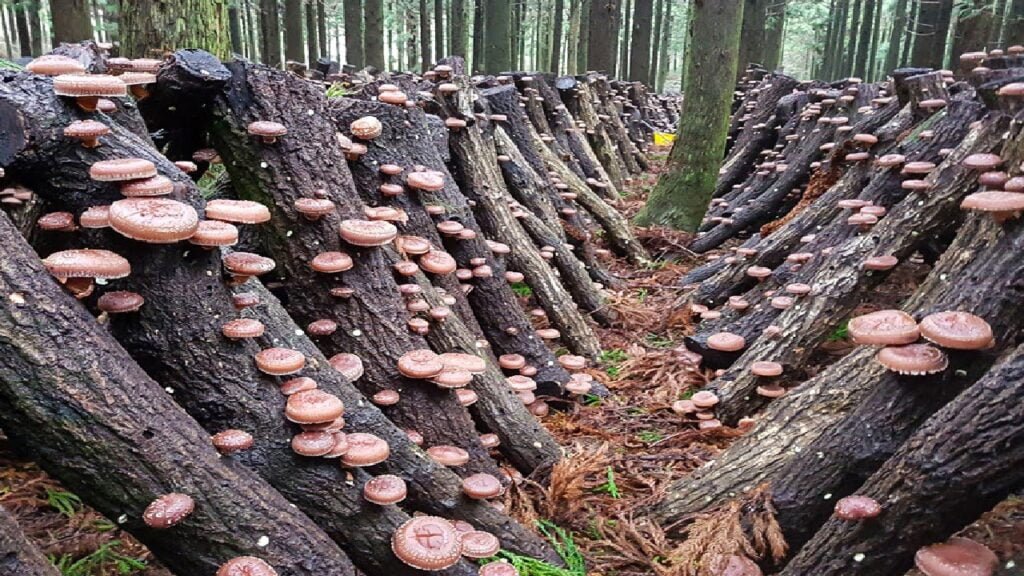 How Japanese Farming Millions of Shiitake Mushroom in Forest – Mountain Shiitake Mushroom Harvesting
