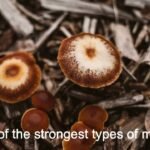 5 strongest Magic Mushrooms