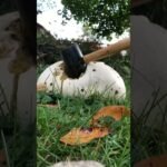 Smashing a Puffball Mushroom