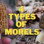 4 Morel Mushroom Species to Forage in 2022.