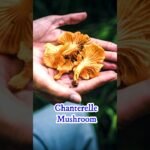 Types of Mushroom #shorts