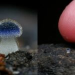 New Species of Mushroom Taiwan- New Discovery 2023#mushroom