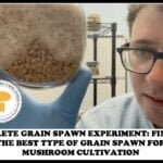 Grain Spawn Experiment FULL: Finding the best type of grains for mushroom farming