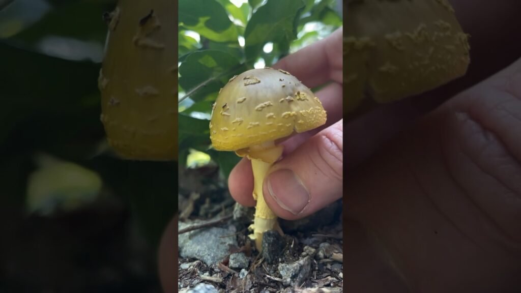Mushroom ASMR Tapping Compilation: Basic Types: Gasteroid, Gilled, Polypore in Massachusetts
