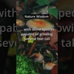 How many mushroom types do you know? #shorts #lifewisdom #mushroom  #naturefacts #species #nature