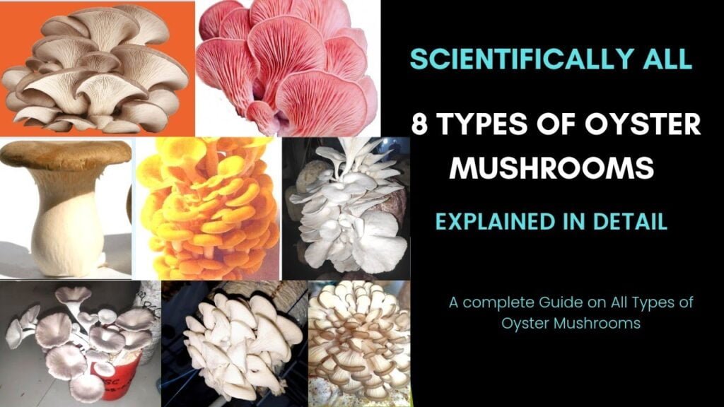 Scientifically All 8 TYPES of Oyster Mushrooms Explained in Detail | KrishiZone
