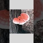 Types of Mushroom 🍄