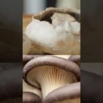 Mushroom Varieties | Produce Made Simple