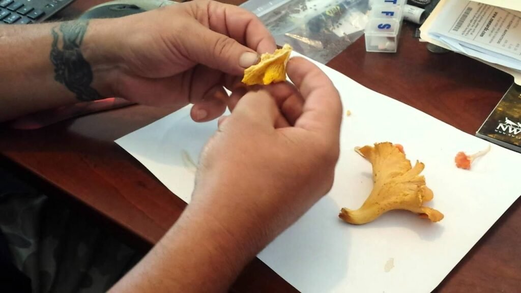3 types of Chanterelle mushrooms