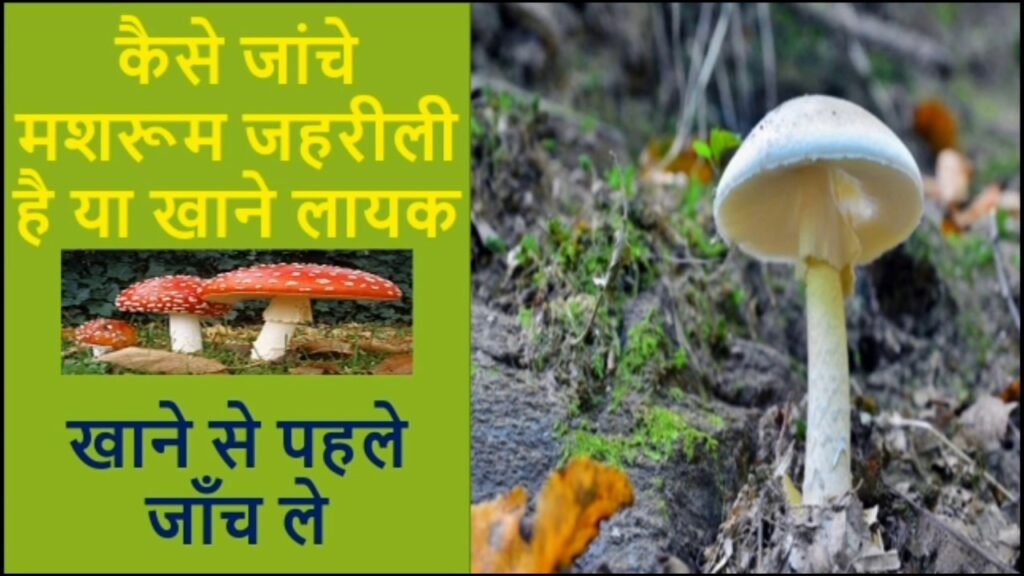 क्या है जहरीली मशरूम की पहचान |Types of Mushrooms | benefits of mushroom