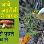 क्या है जहरीली मशरूम की पहचान |Types of Mushrooms | benefits of mushroom