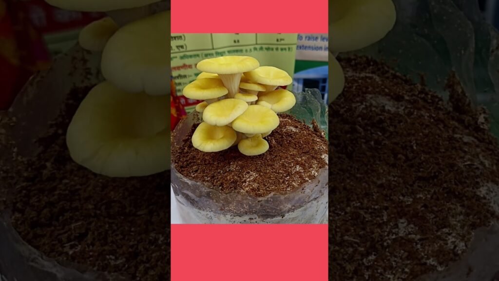 Edible Mushroom types #shorts