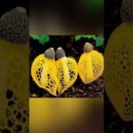 Different Types of Beautiful Mushroom 🍄