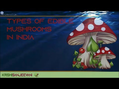 INFORMATION 31 : TYPES OF EDIBLE MUSHROOMS IN INDIA