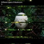 Different types of Mushroom’s