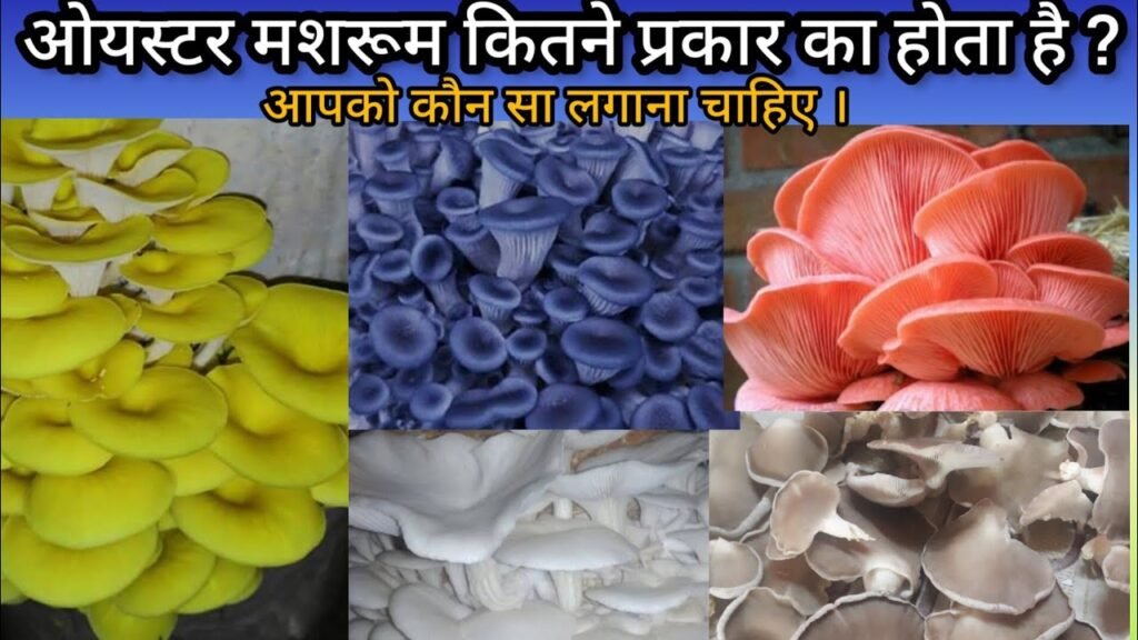 VARIETY OF OYSTER MUSHROOM || HOW MANY TYPES OF OYSTER MUSHROOM ARE ?