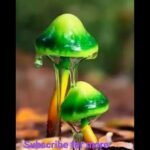 types of mushrooms #mushroom #wierdfacts