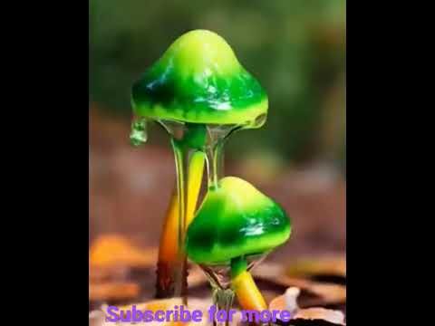 types of mushrooms #mushroom #wierdfacts