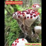 Different types of mushrooms! வண்ணமயமான காளான் வகைகள்