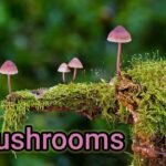 Mushrooms | Natural mushrooms | Types of mushroom 🍄🍄