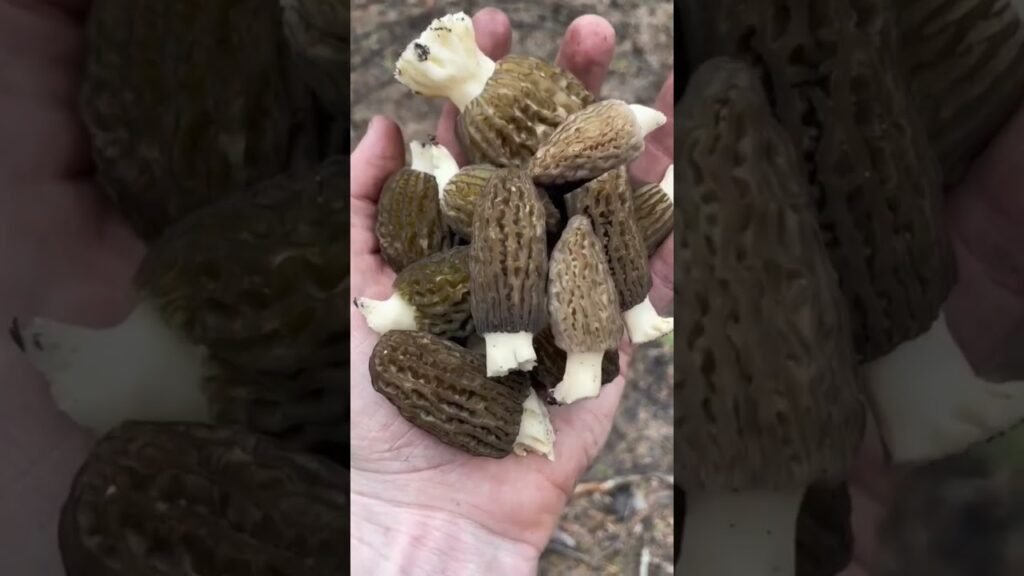 Different Types Of Mushrooms🍄🍄🍄🍄🍄#shorts