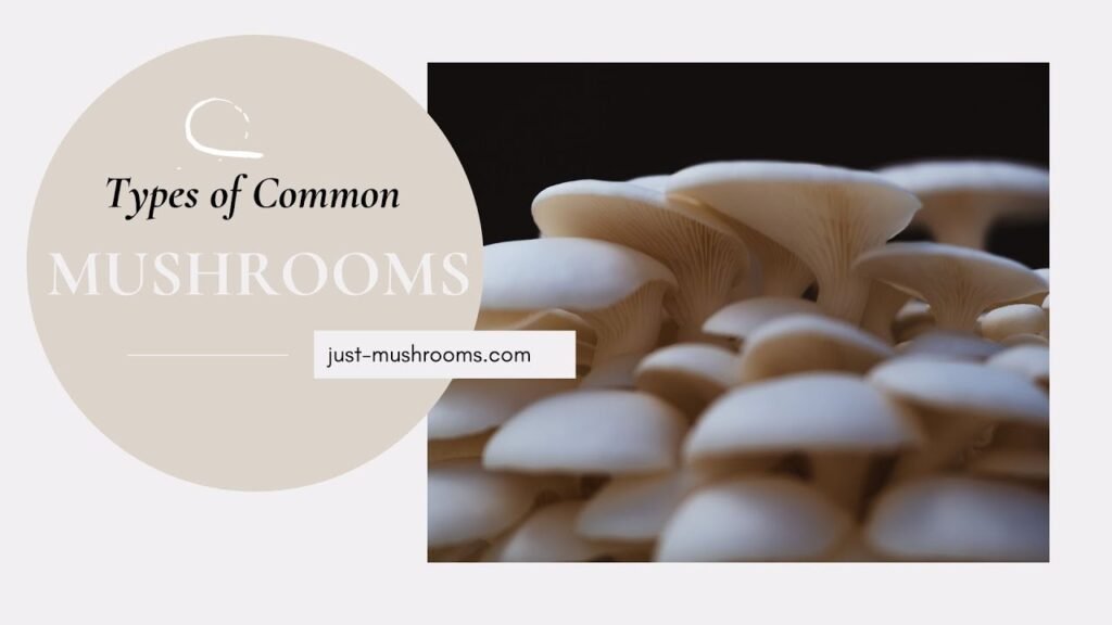 Types of Common Mushrooms