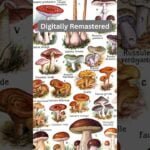 Mushroom Types and Species. Vintage Poster Hand-drawn ca. 1900. #shorts #mushroom #etsy #printable