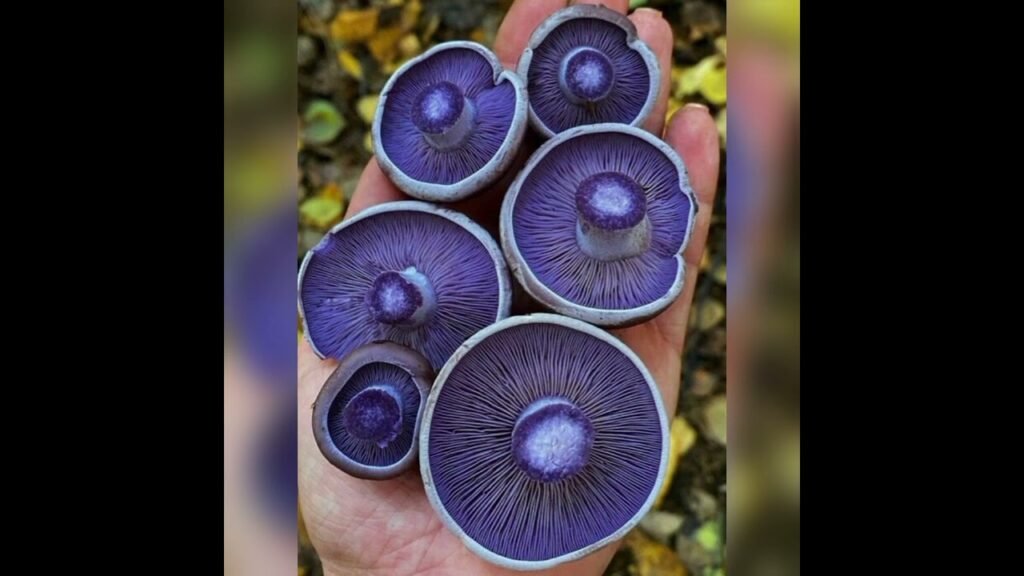 Different types of Mushroom 🍄#nature #shorts
