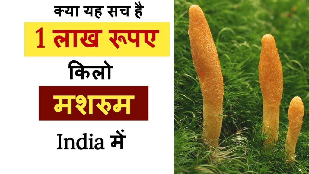 Mushroom Types | सबसे महंगा मशरुम | #shorts #muhroom