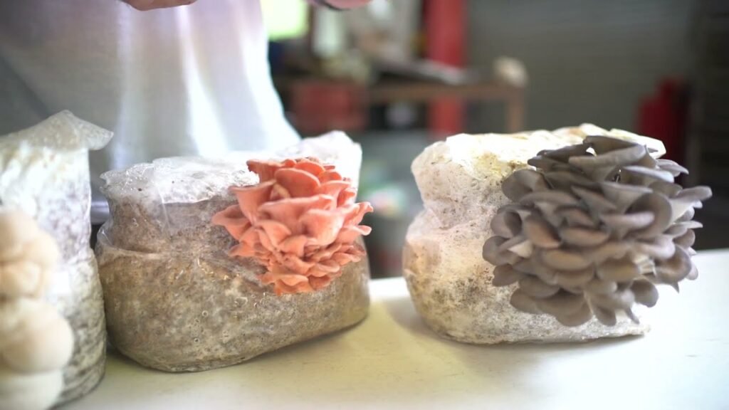Middle Georgia Mushroom owner on different mushroom species