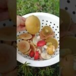 Mushroom species in finnish language