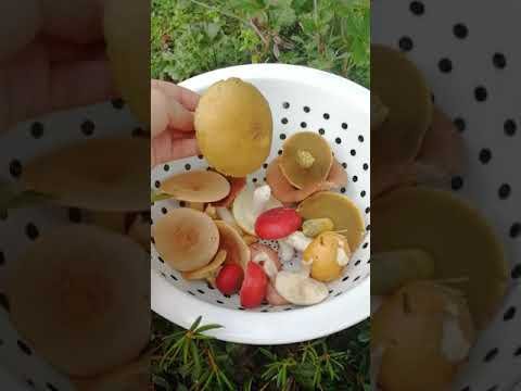 Mushroom species in finnish language