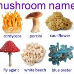 Common mushroom name | mushrooms 🍄 types and names in English | 50 mushrooms vocabulary