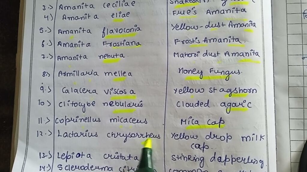 list of suspicious mushroom species,scientific name and common name of mushroom,5 species of Amanita