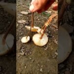 Different types of mushrooms #shorts