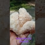 different type mushroom