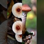 Different type of Mushroom in the world_2023_প্রিজম মাশরুম সেন্টার। কুড়িগ্রাম।