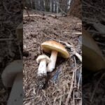 King Bolete, Cep #shorts #new #nature #forest #foryou #trending #wood #mushroom #pilze #cèpes #fungi