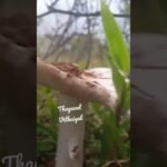 Malaikaalan | Nature Mushroom | Rainy mushroom | Mushroom types | Mottukalaan