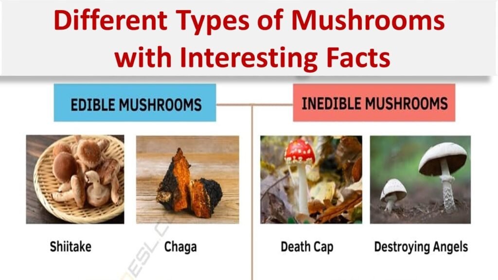 Different Types of Mushrooms with Interesting Facts
