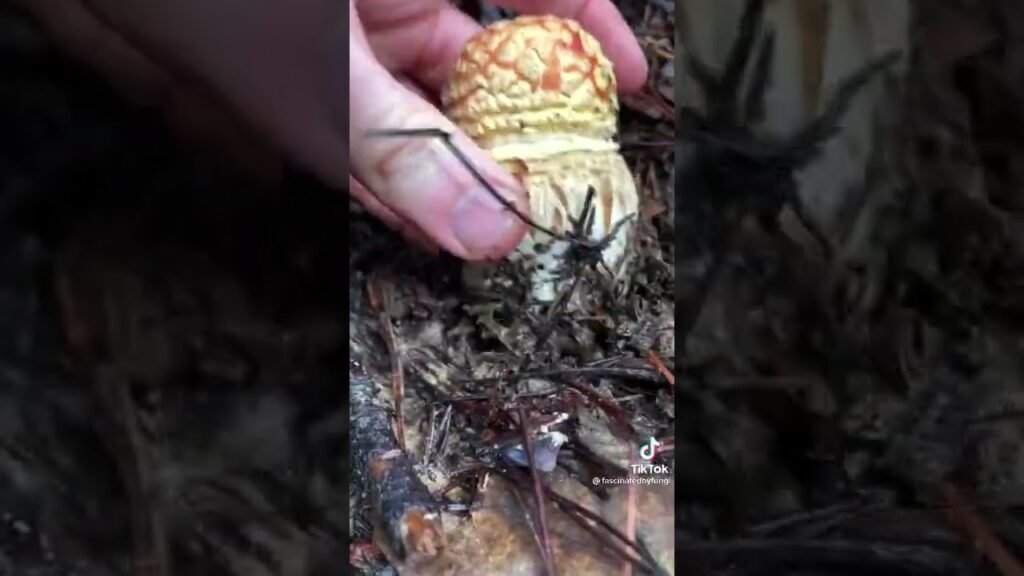 types of mushrooms🍄